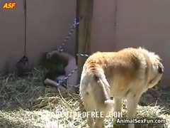 Huge animals xxx in a farm with a sexy caregiver